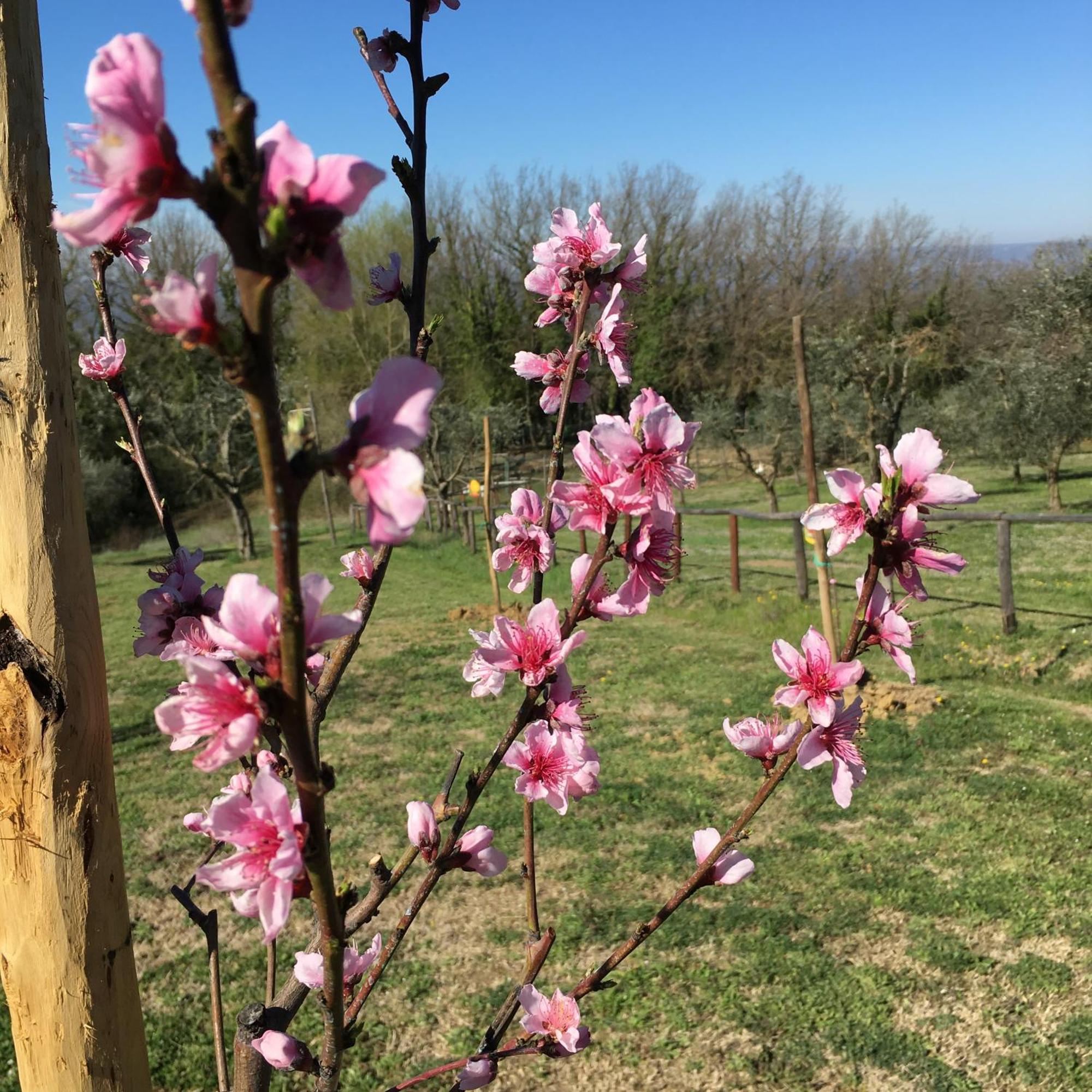 Agriturismo Podere Dell' Olmo อเมเลีย ภายนอก รูปภาพ