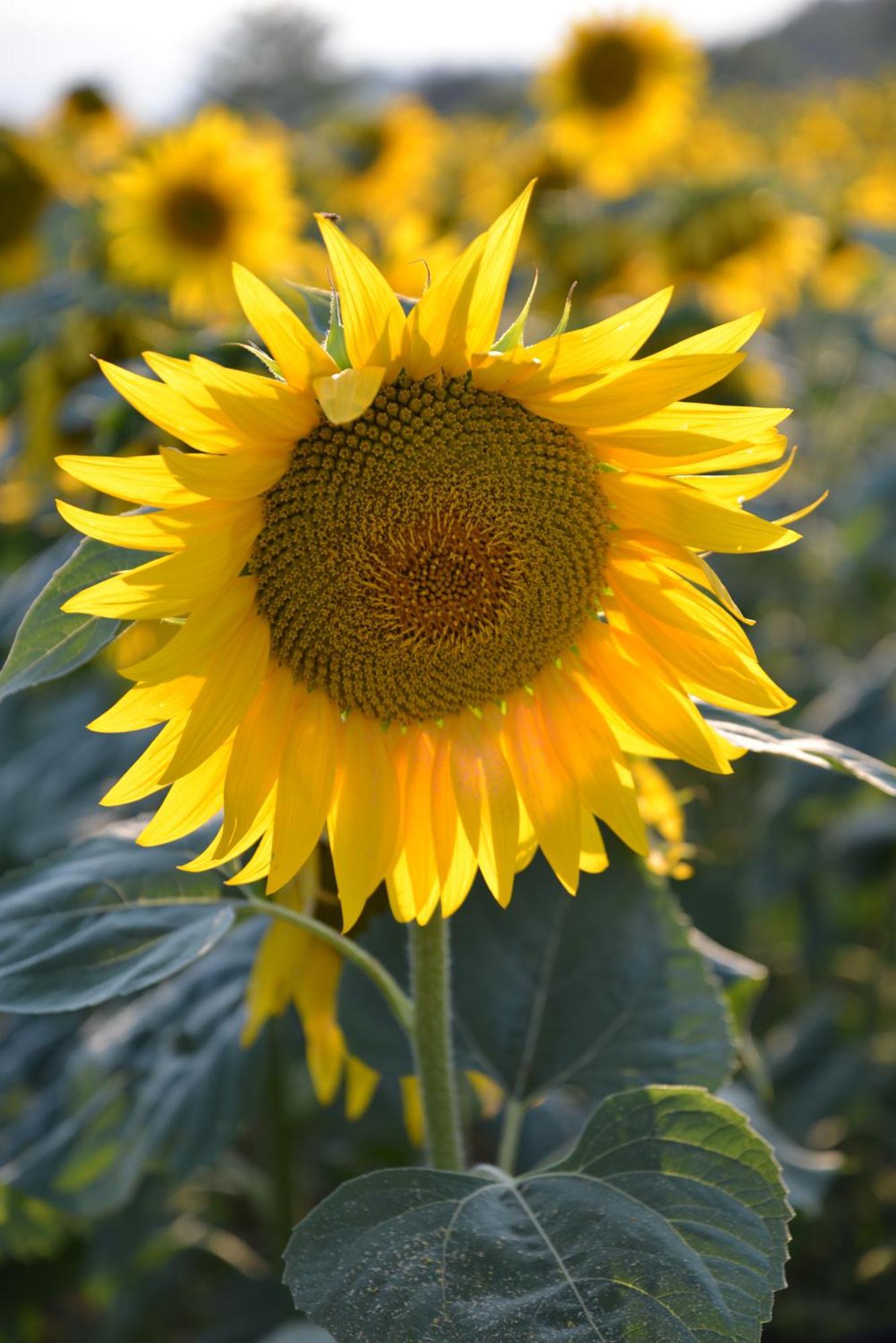 Agriturismo Podere Dell' Olmo อเมเลีย ภายนอก รูปภาพ