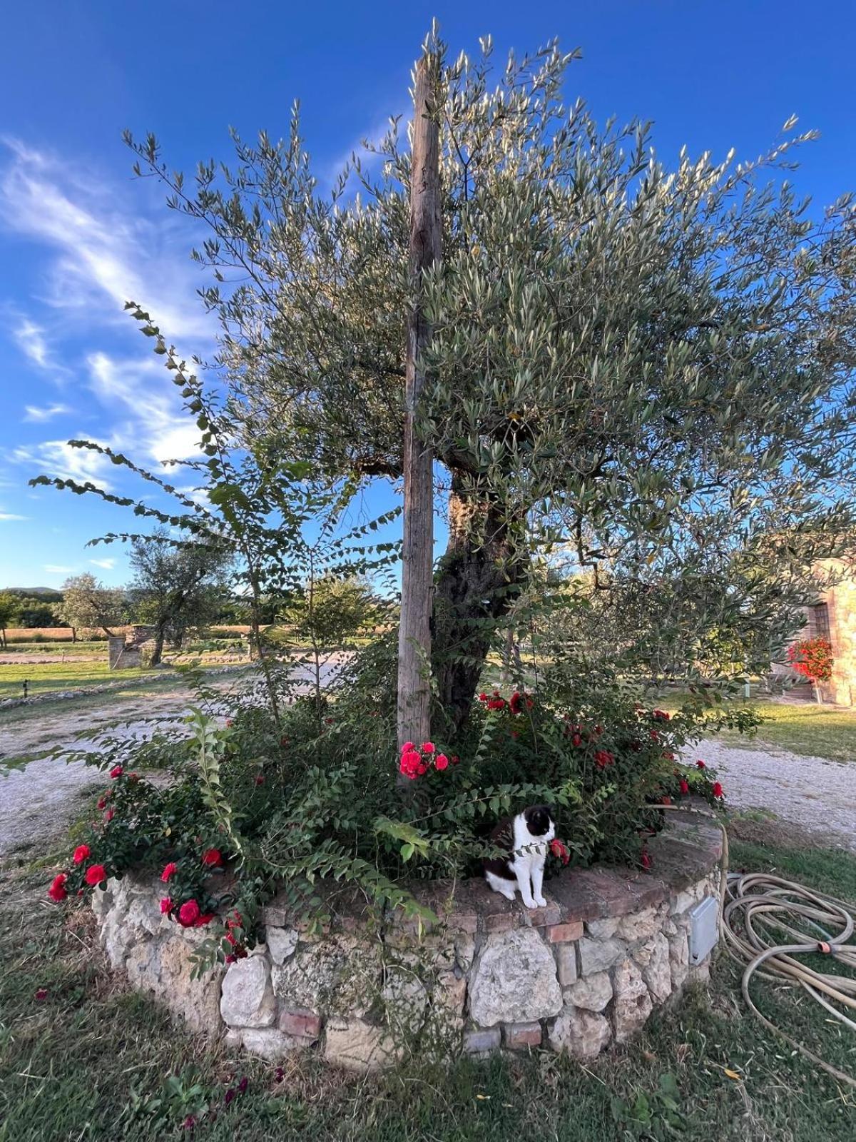 Agriturismo Podere Dell' Olmo อเมเลีย ภายนอก รูปภาพ