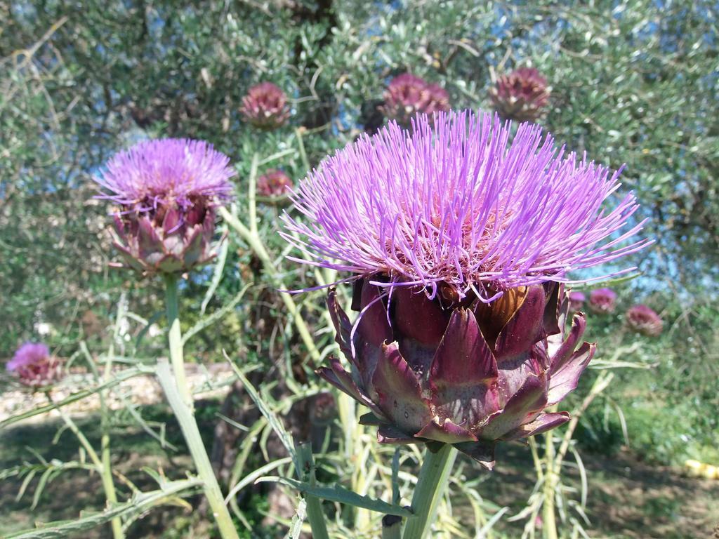 Agriturismo Podere Dell' Olmo อเมเลีย ภายนอก รูปภาพ