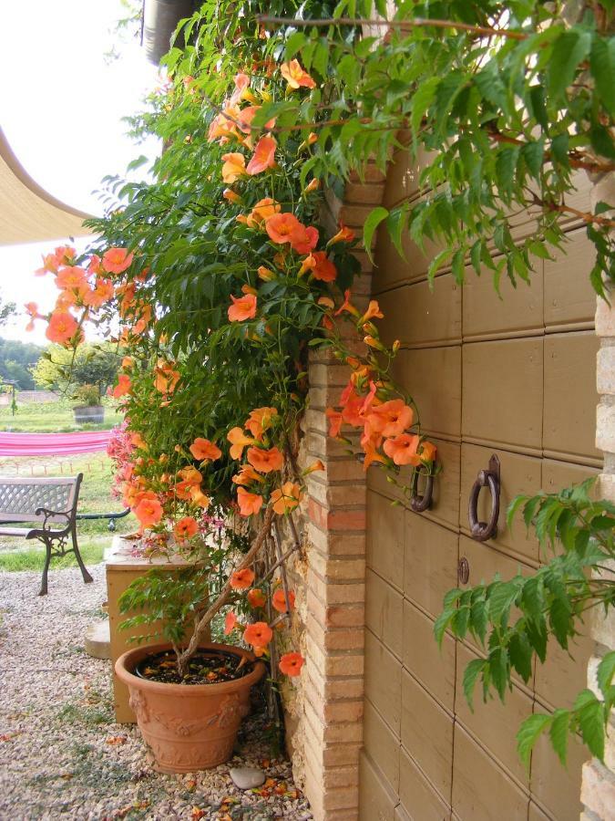 Agriturismo Podere Dell' Olmo อเมเลีย ภายนอก รูปภาพ